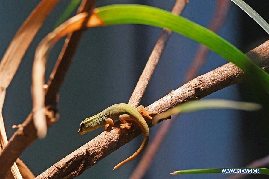 SINGAPORE-ZOO-NEWBORN ANIMALS