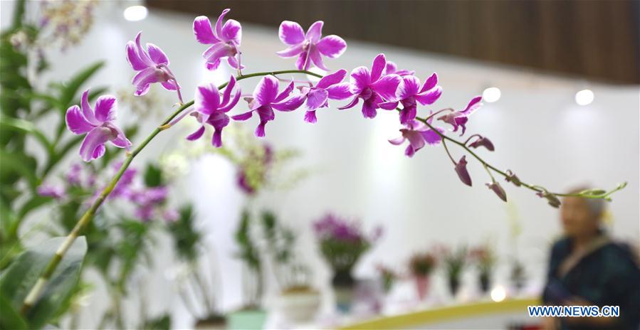 #CHINA-SANYA-INTERNATIONAL ORCHID SHOW (CN)