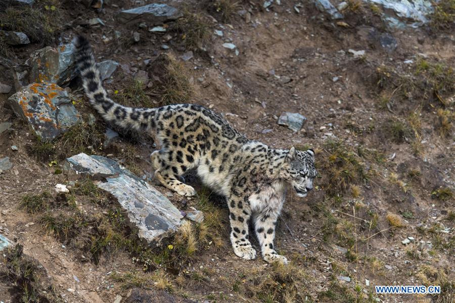 CHINA-QINGHAI-BIOLOGICAL DIVERSITY-SNOW LEOPARD (CN)