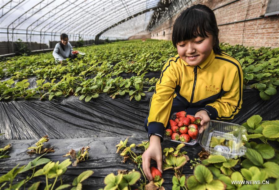 CHINA-HEBEI-AGRICULTURE(CN)