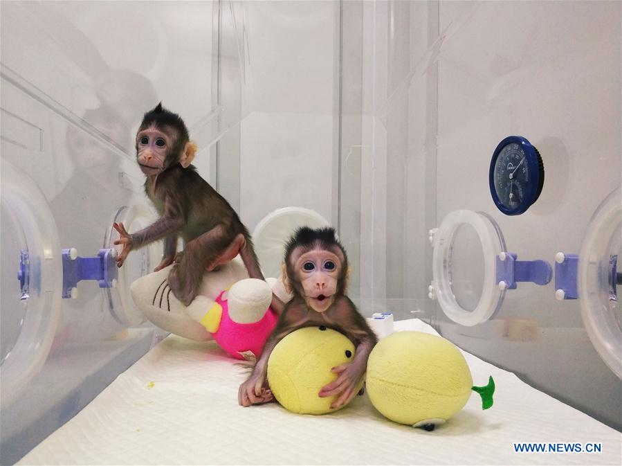 CHINA-BEIJING-CLONED MACAQUES-SUCCESS (CN)