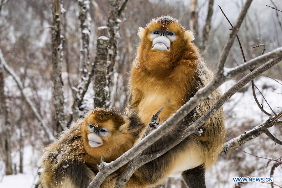 CHINA-HUBEI-SHENNONGJIA-GOLDEN MONKEY (CN)