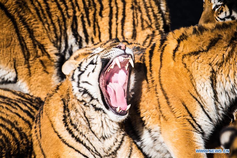 CHINA-HEILONGJIANG-SIBERIAN TIGER-REWILDING TRAINING (CN)