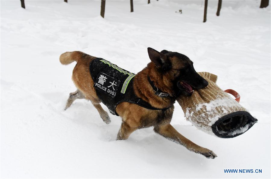 #CHINA-HEFEI-POLICE DOG (CN)