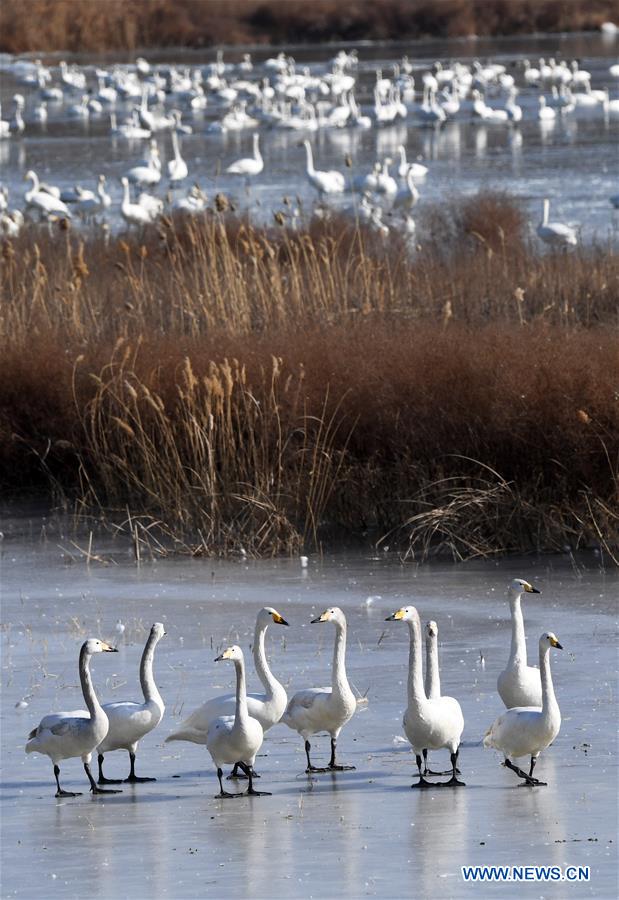 CHINA-HENAN-SANMENXIA-SWAN (CN)