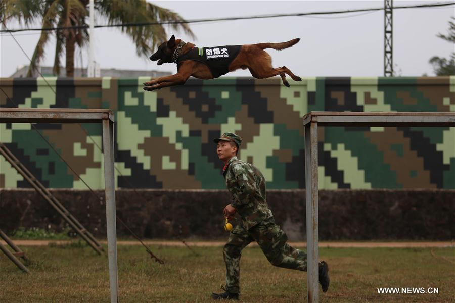 #CHINA-HAINAN-POLICE DOG-SPRING FESTIVAL-YEAR OF DOG(CN)