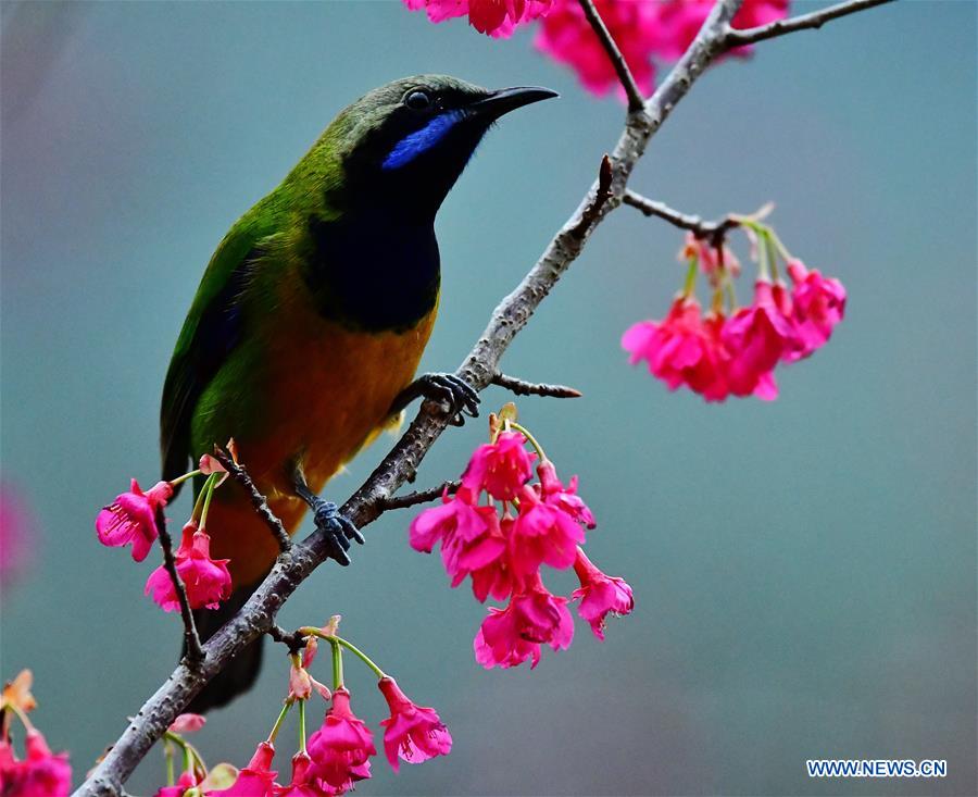 CHINA-FUZHOU-BIRDS-FLOWER (CN)