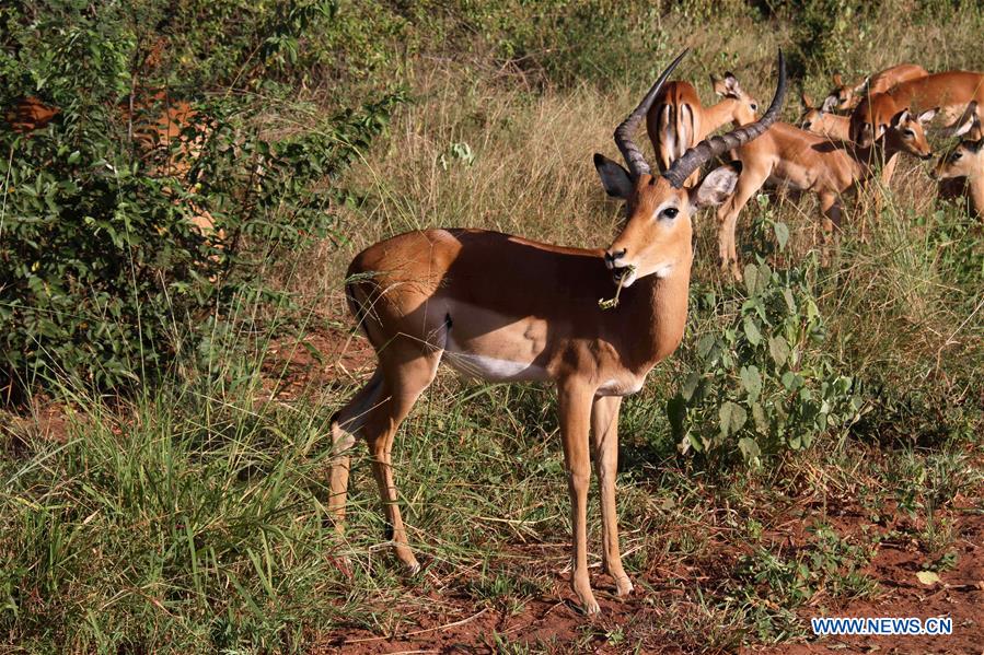 RWANDA-AKAGERA NATIONAL PARK-WILDLIFE