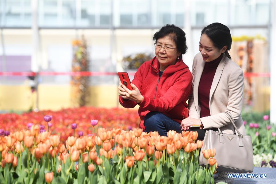 CHINA-CHONGQING-NETHERLANDS-FLOWER-SHOW (CN)