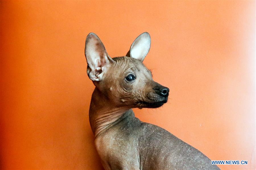 MEXICO-MEXICO CITY-XOLOITZCUINTLE-FEATURE