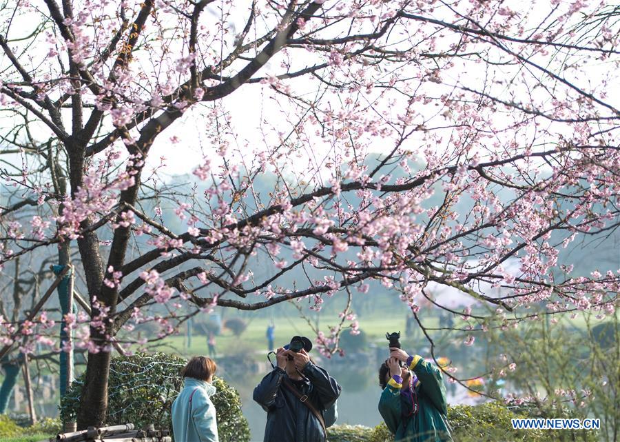 CHINA-HUBEI-WUHAN-CHERRY BLOSSOM (CN)