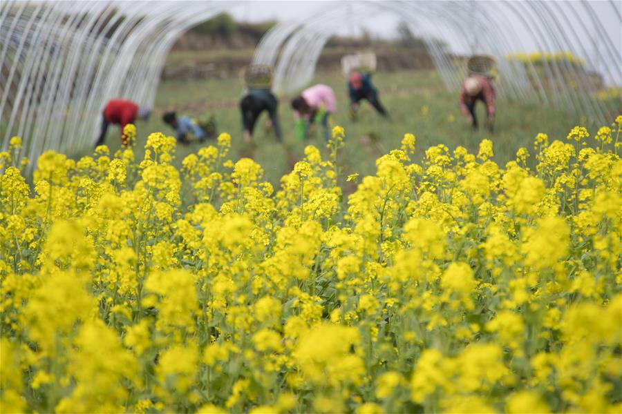 #CHINA-GUIZHOU-FARM WORK (CN)