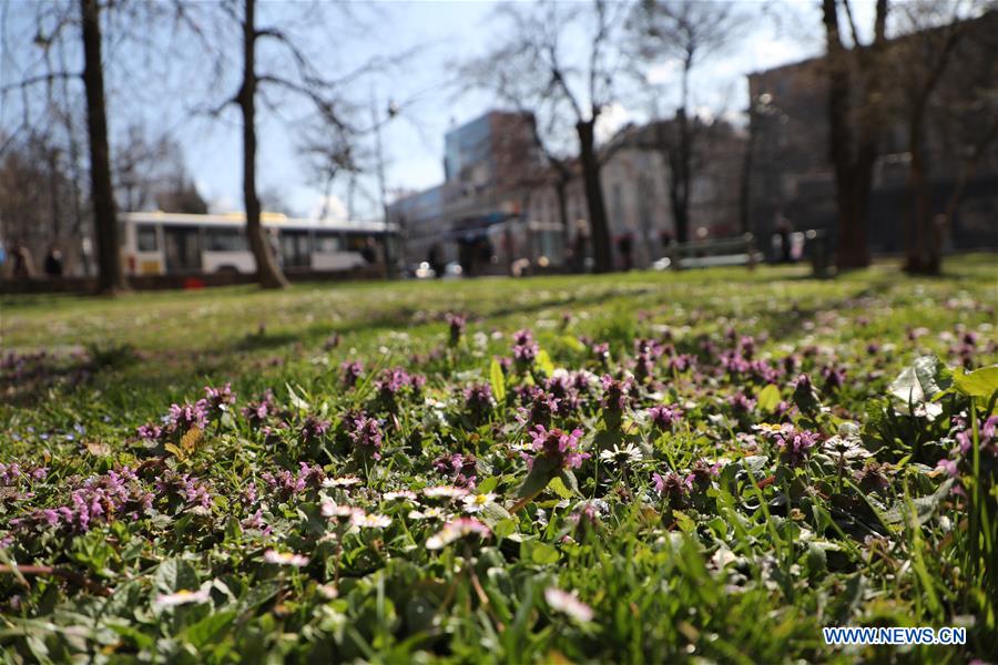 BOSNIA AND HERZEGOVINA-SARAJEVO-FLOWERS