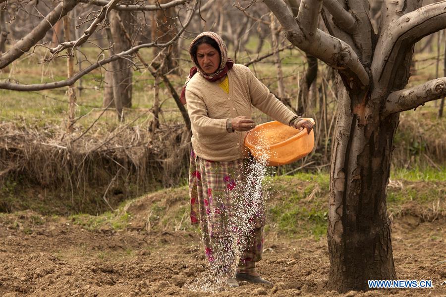 INDIAN-CONTROLLED KASHMIR-SRINAGAR-FARMING