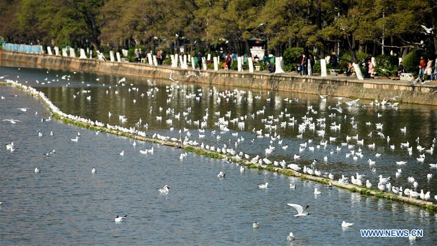 CHINA-KUNMING-BLACK-HEADED GULL (CN)