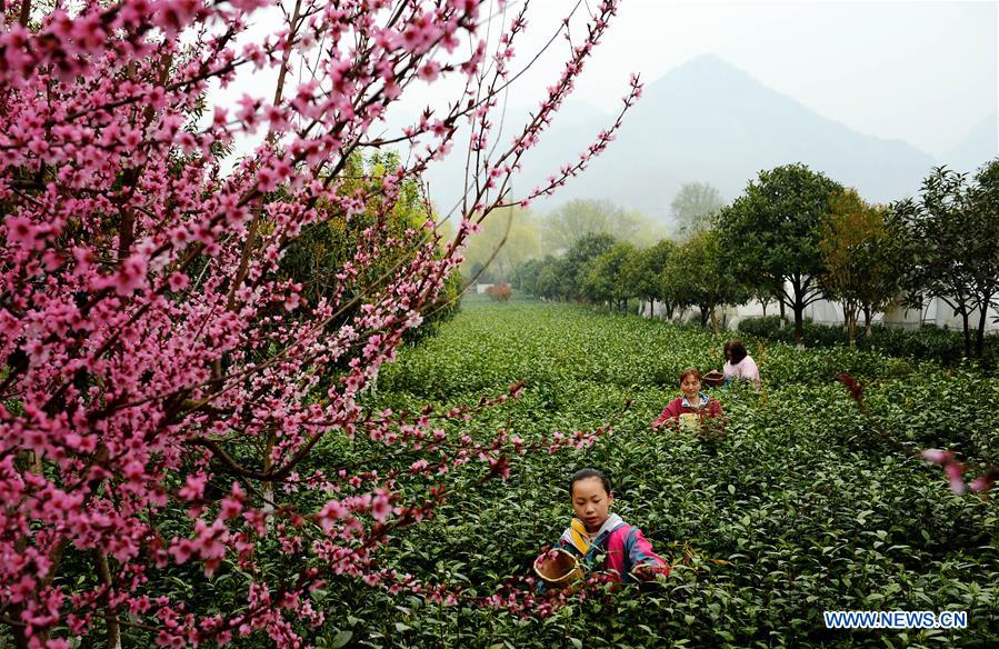 CHINA-SHAANXI-TEA HARVEST (CN)