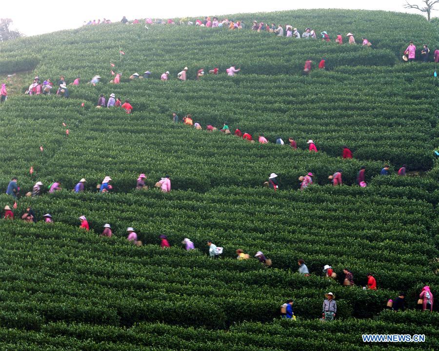 #CHINA-SPRING-TEA GARDEN (CN)