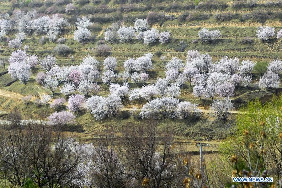 CHINA-NINGXIA-FLOWER(CN)