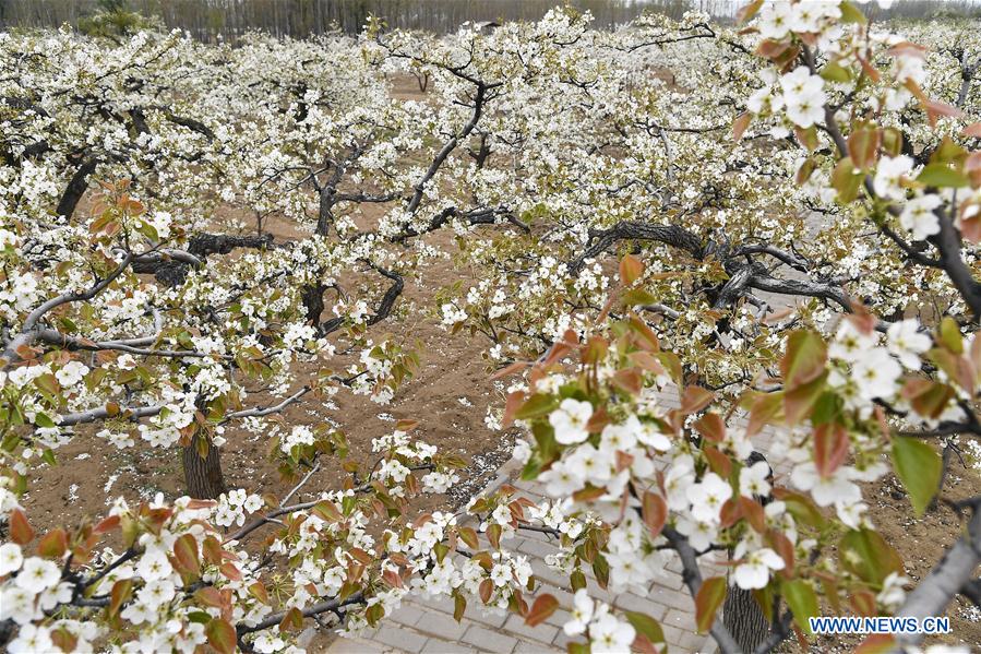 CHINA-SHANDONG-PEAR BLOSSOM (CN)