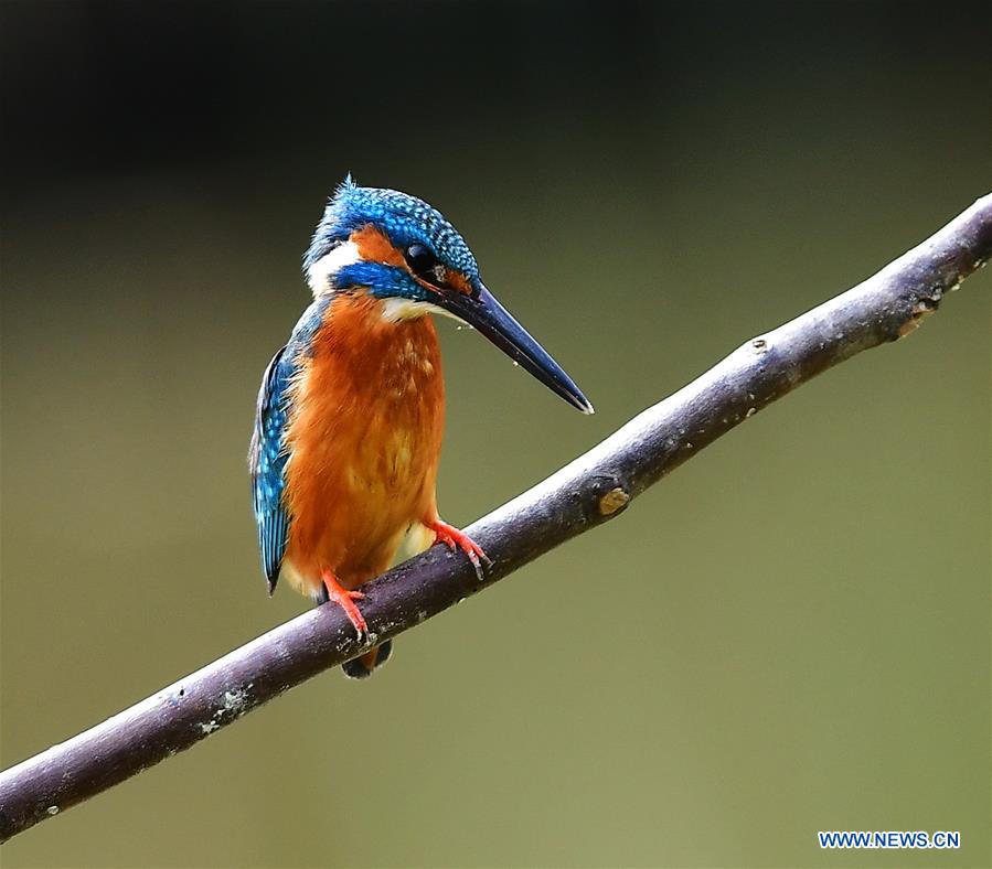 CHINA-SPRING-KINGFISHERS (CN)