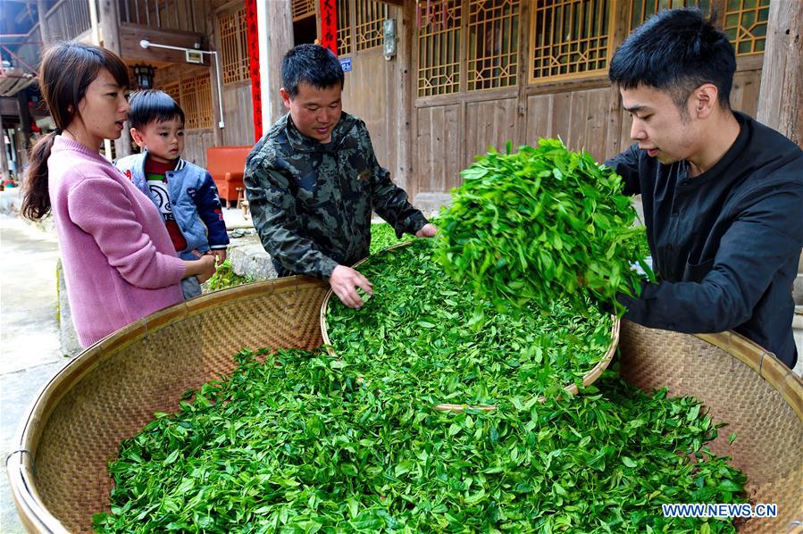 CHINA-FUJIAN-WUYI MOUNTAIN-TEA PRODUCTION (CN)