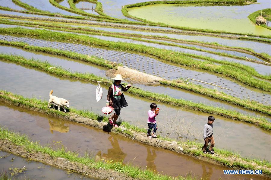 #CHINA-CONGJIANG-TERRACED FIELDS-WORKING(CN)