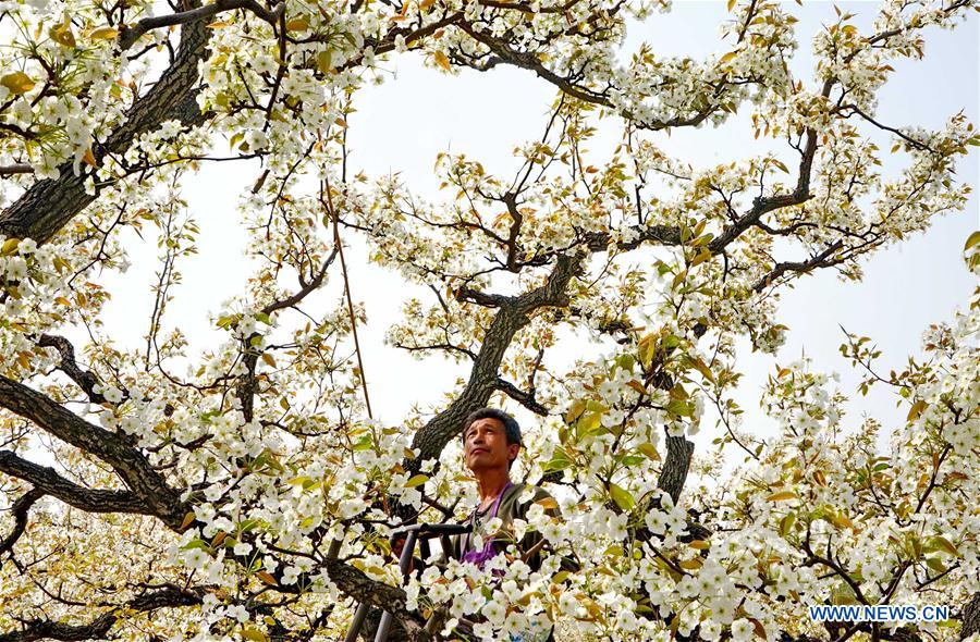 CHINA-HEBEI-CHANGLI-PEAR GARDEN(CN)