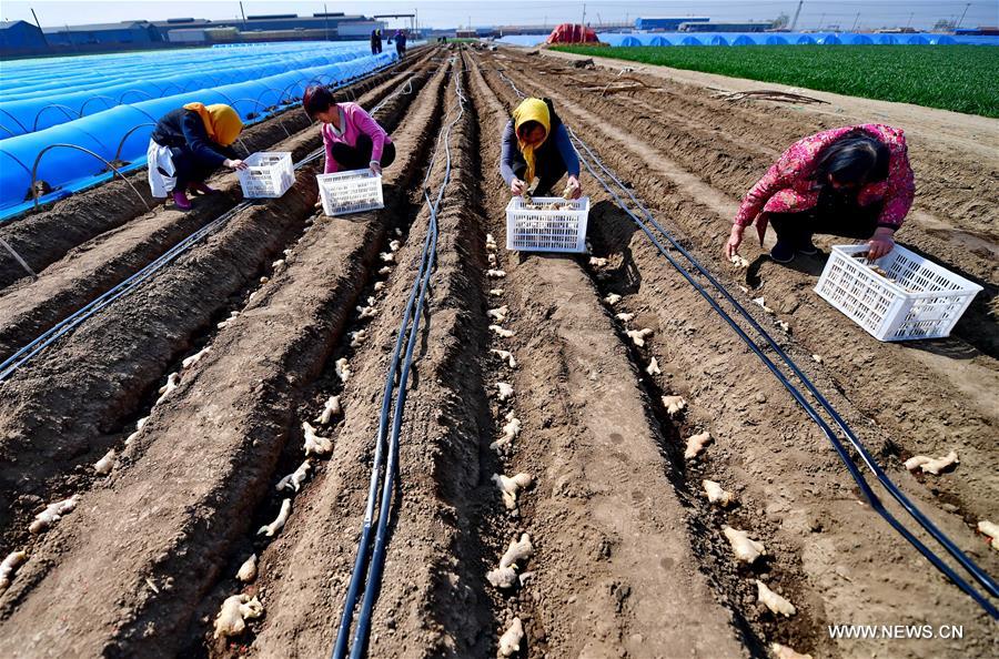 CHINA-HEBEI-TANGSHAN-FARM WORK (CN)