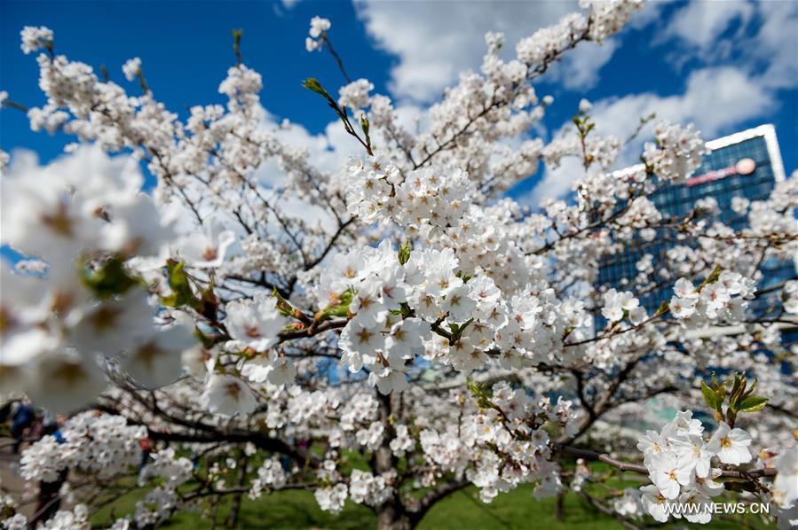 LITHUANIA-VILNIUS-CHERRY BLOSSOMS