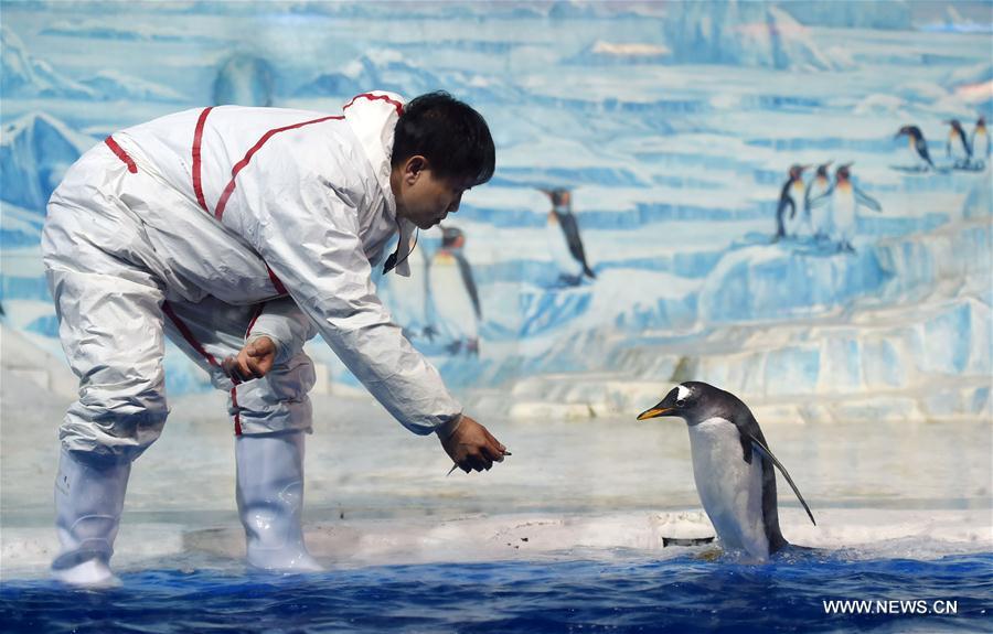 CHINA-HARBIN-PENGUIN-PERFORMANCE (CN)