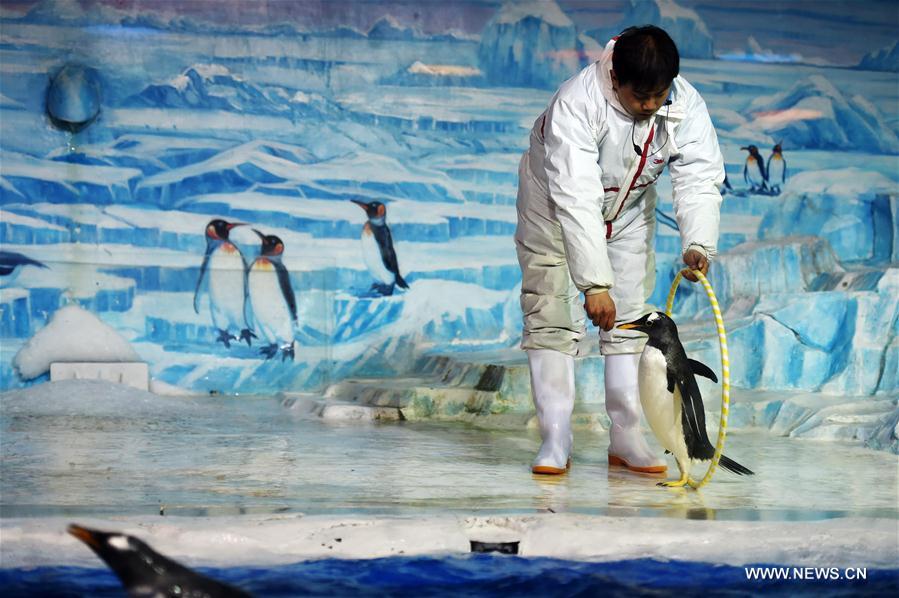 CHINA-HARBIN-PENGUIN-PERFORMANCE (CN)