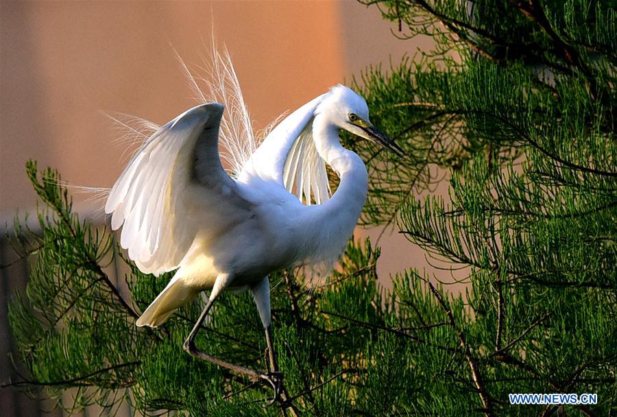 CHINA-HENAN-ENVIRONMENT-EGRET (CN)