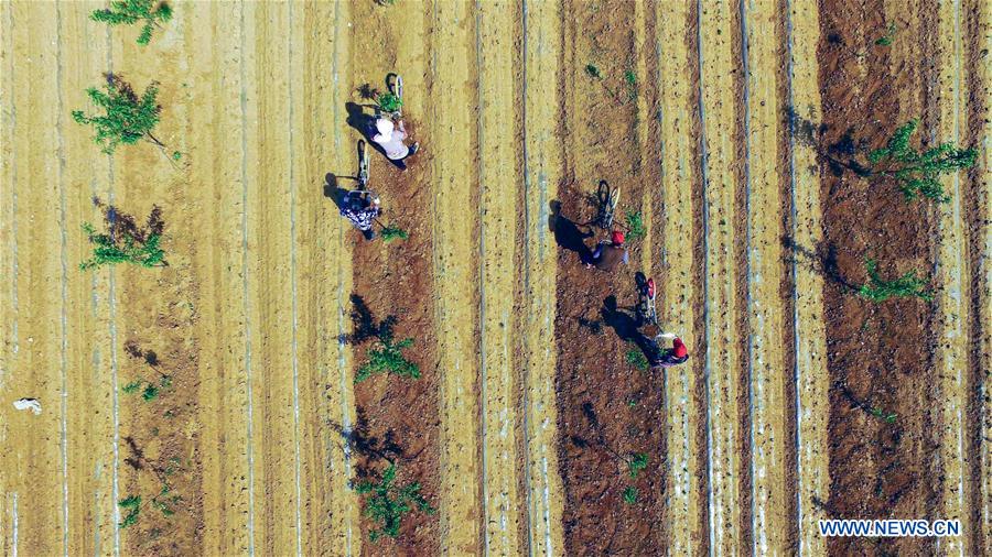 #CHINA-HEBEI-AGRICULTURE-FARM WORK (CN)