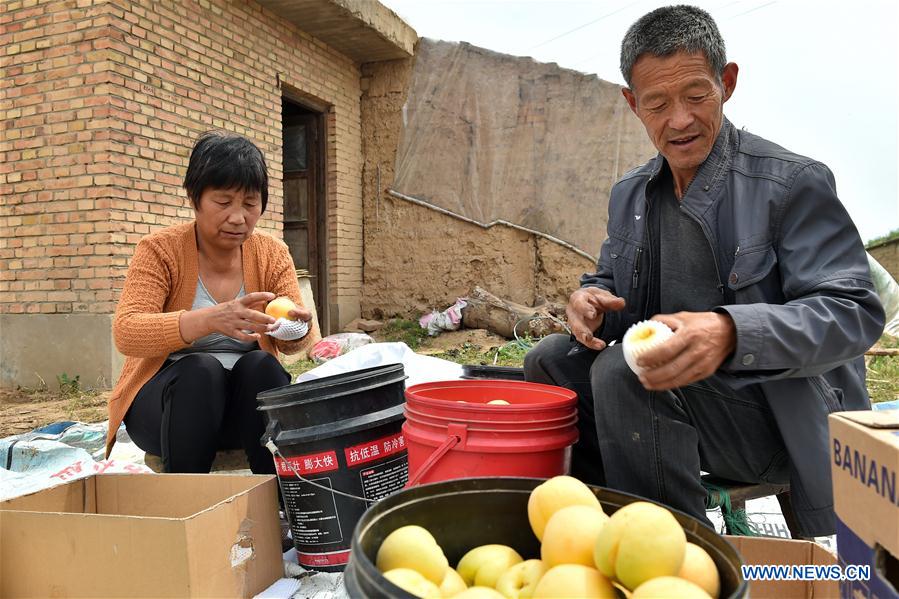 CHINA-SHANXI-APRICOTS-HARVEST (CN)