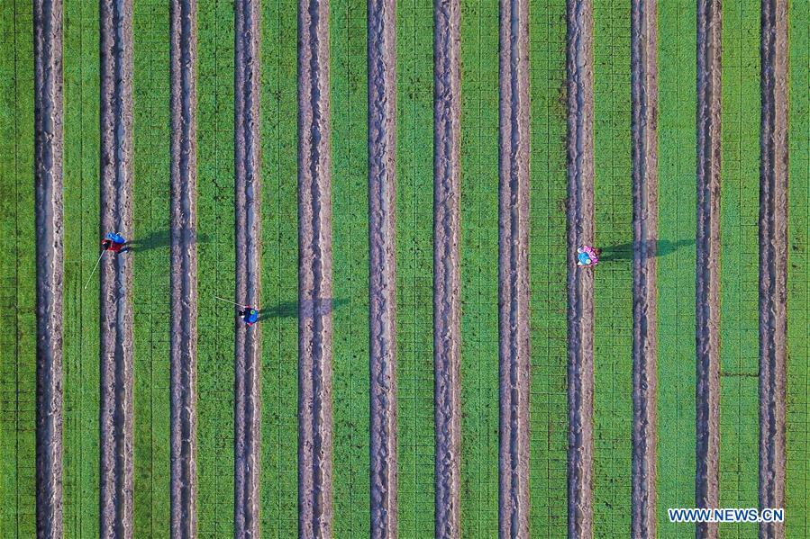 #CHINA-EARLY SUMMER-FARM WORK(CN)