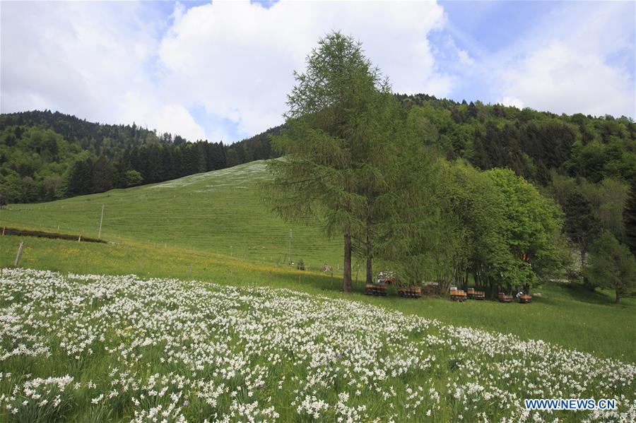 SWITZERLAND-MONTREUX-NARCISSI-BLOOM