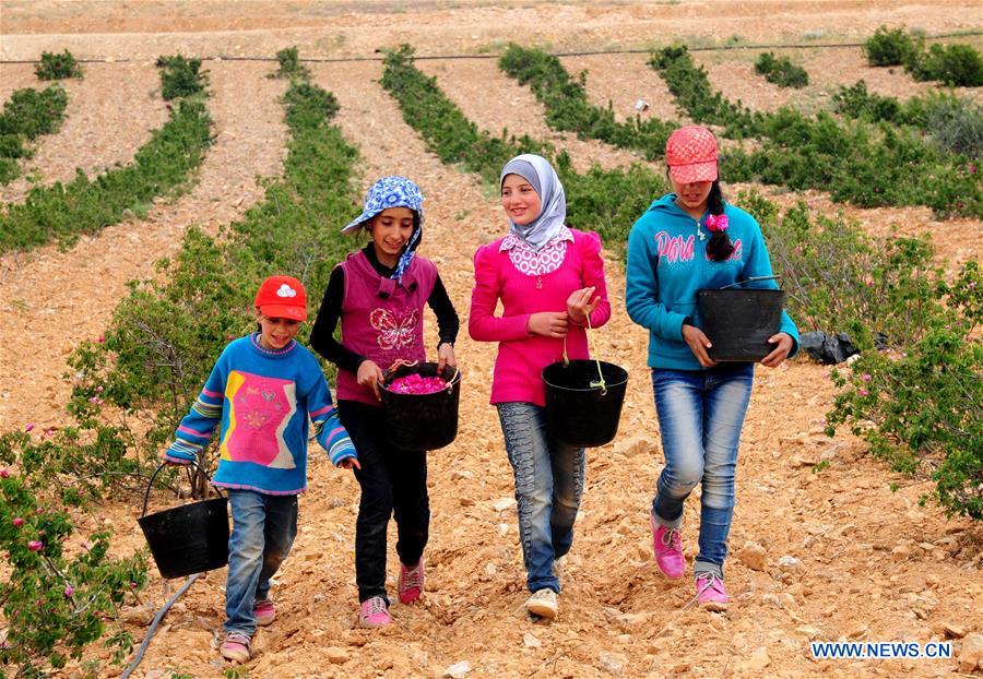 SYRIA-DAMASCUS-DAMASK-ROSE-HARVEST-TIME