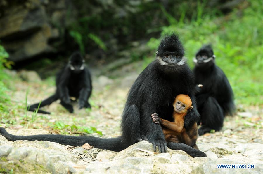 #CHINA-GUIZHOU-FRANCOIS'S LANGUR (CN*) 