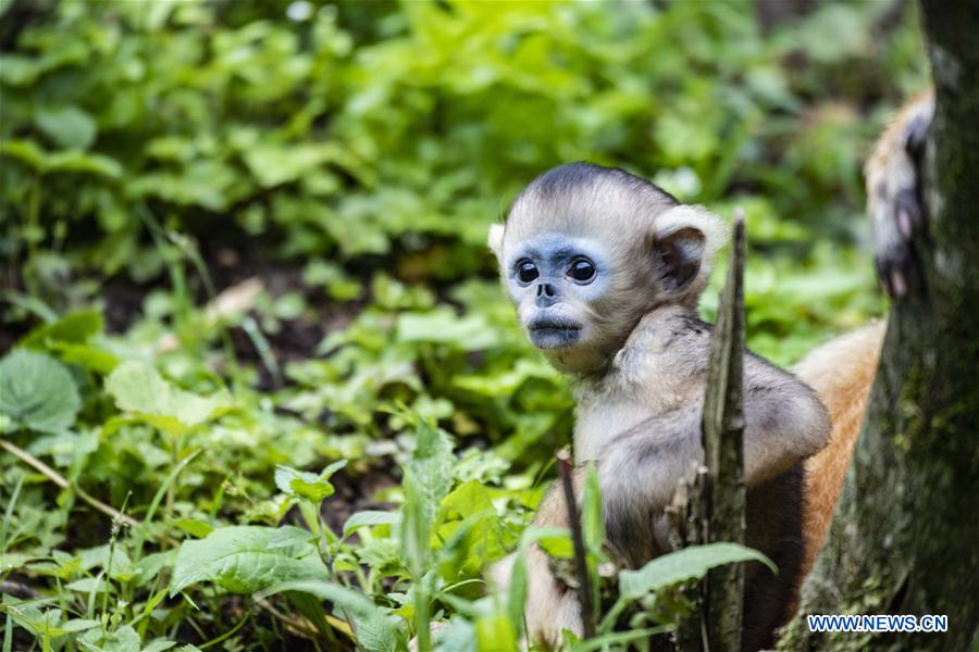 CHINA-HUBEI-SHENNONGJIA-GOLDEN MONKEY (CN)