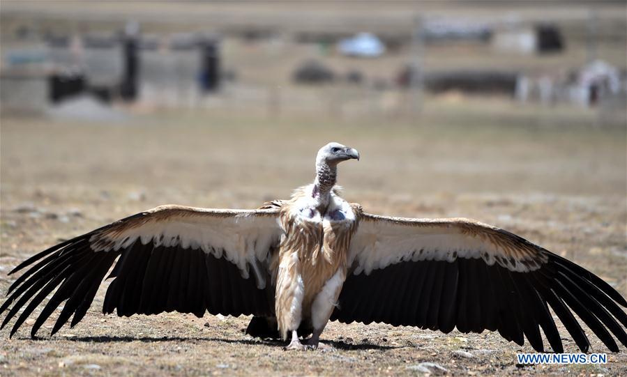 CHINA-TIBET-BLACK VULTURE (CN)