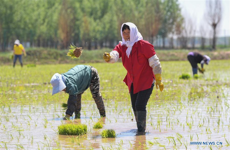 CHINA-INNER MONGOLIA-HOHHOT-SALINE SOIL-RICE (CN)