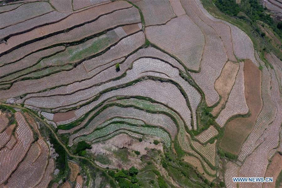 CHINA-SHANXI-HUGUAN-TERRACE FIELDS (CN)