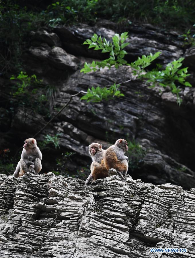 CHINA-CHONGQING-WUSHAN-SMALL THREE GORGES-WILD LIFE (CN)