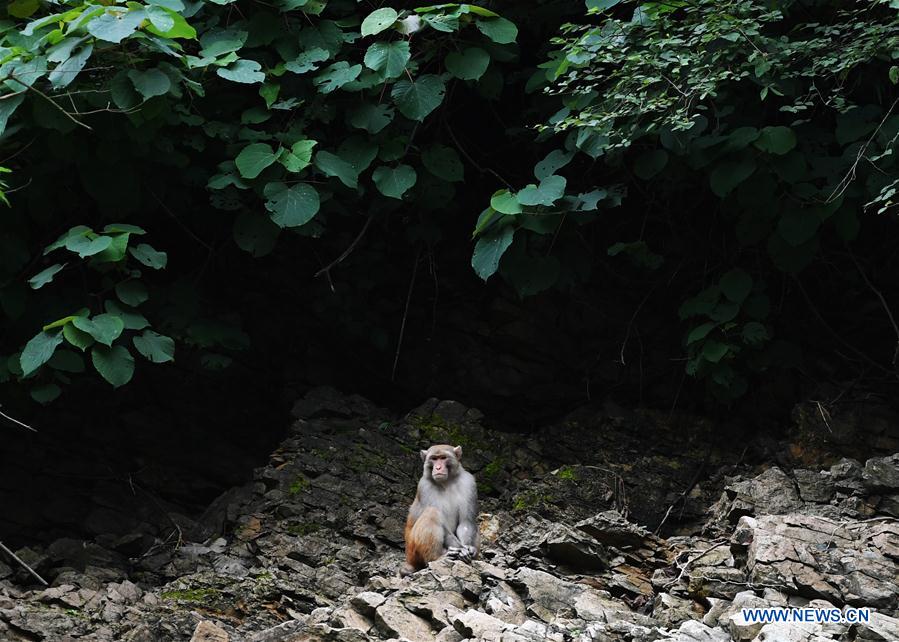 CHINA-CHONGQING-WUSHAN-SMALL THREE GORGES-WILD LIFE (CN)