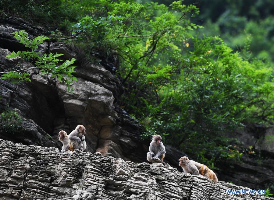 CHINA-CHONGQING-WUSHAN-SMALL THREE GORGES-WILD LIFE (CN)