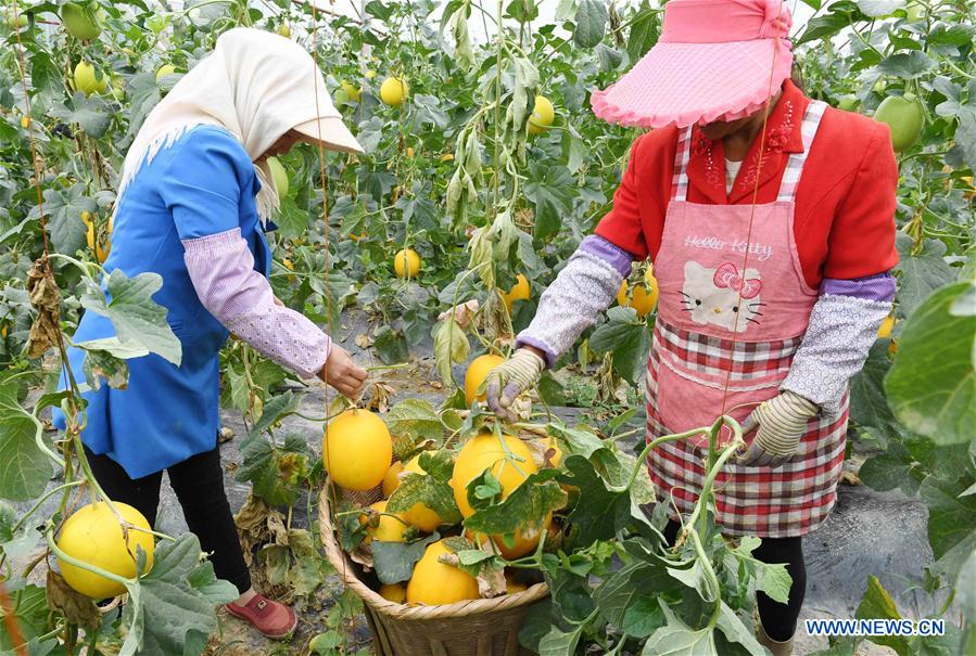 CHINA-YUNNAN-XUNDIAN-MUSKMELON-HARVEST (CN)