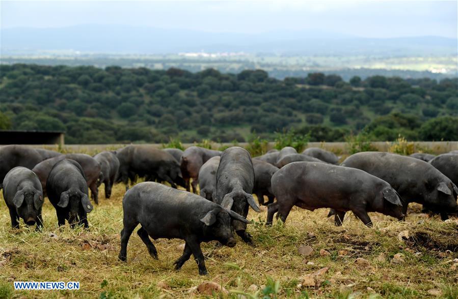 SPAIN-SALAMANCA-IBERIAN HAM-PRODUCTION