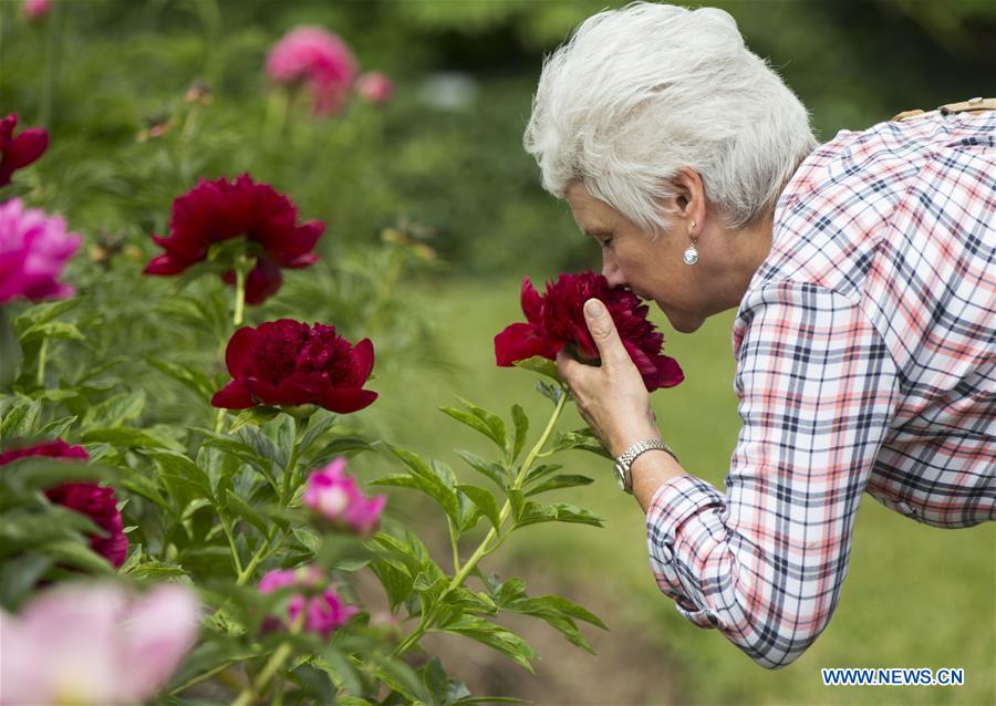 CANADA-OSHAWA-PEONY FESTIVAL