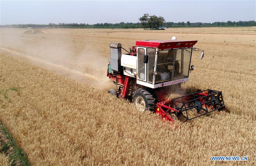 CHINA-HEBEI-SHIJIAZHUANG-WHEAT HARVEST (CN)