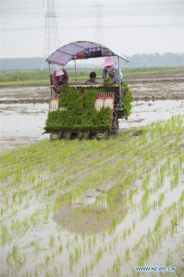 #CHINA-JIANGSU-NANTONG-AGRICULTURE-RICE (CN)